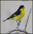 _B213281 lesser goldfinch